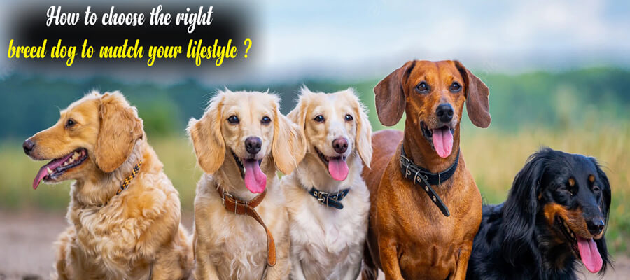 How to Choose the Right Dog Breed for Your Lifestyle: A Comprehensive Guide